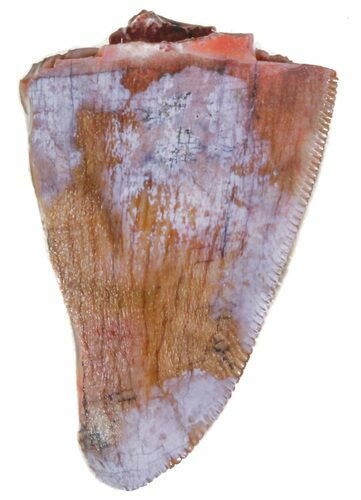 Partial, Serrated Phytosaur (Redondasaurus) Tooth - Arizona #62424